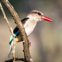 Brown-hooded Kingfisher